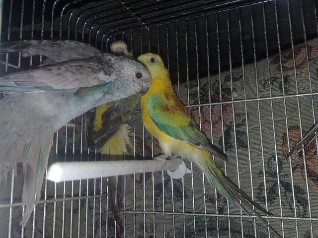 Aspergillosis papagáj